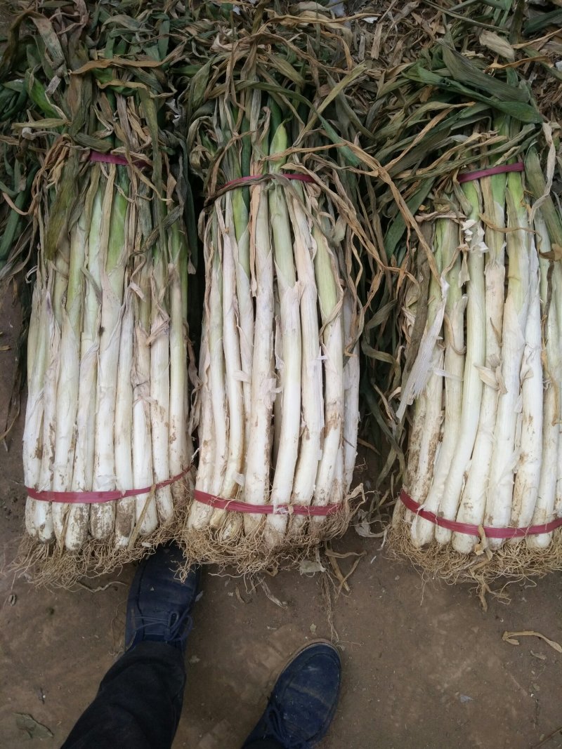 长白大葱，干的
