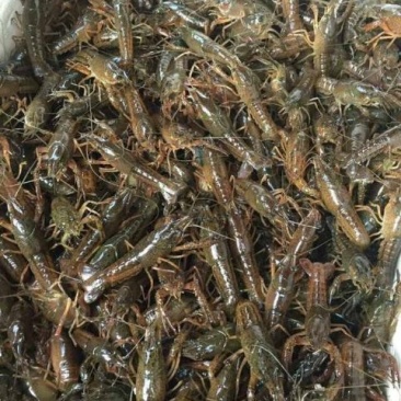 洪湖淡水小龙虾虾苗种虾子