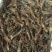 洪湖淡水小龙虾虾苗种虾子