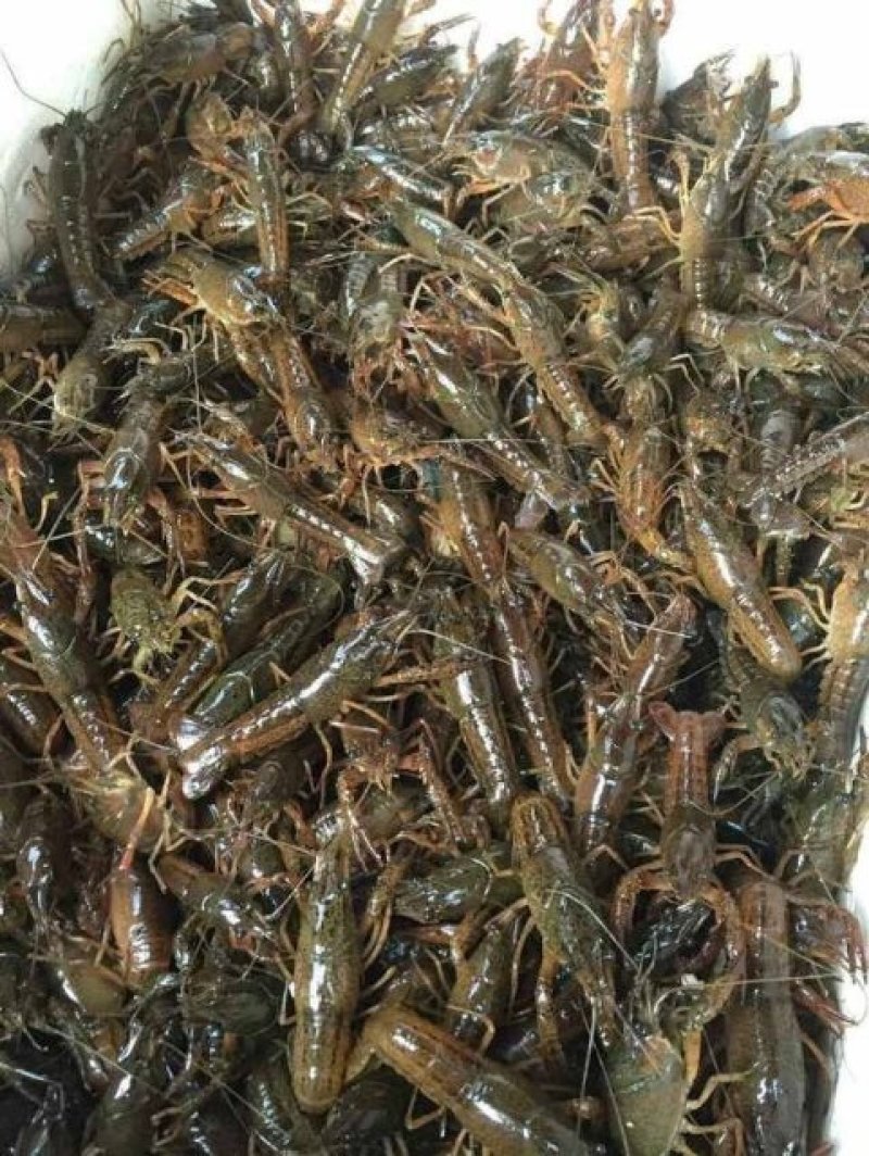 洪湖淡水小龙虾虾苗种虾子