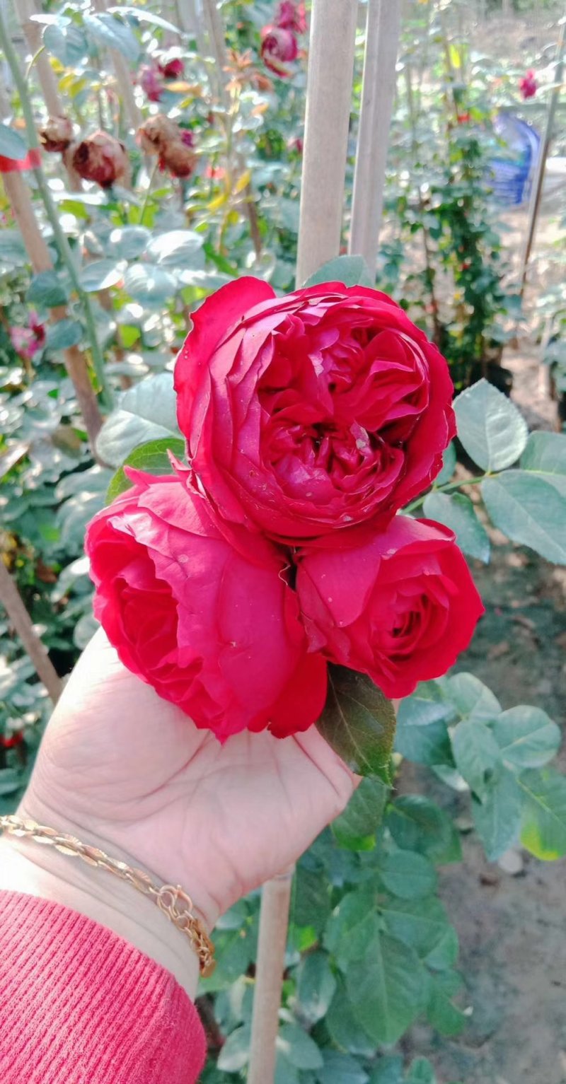 爬藤欧月-龙沙宝石，红色龙沙粉色龙沙都有，1.5米左右高