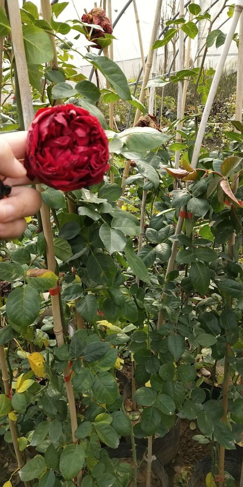 爬藤欧月-龙沙宝石，红色龙沙粉色龙沙都有，1.5米左右高