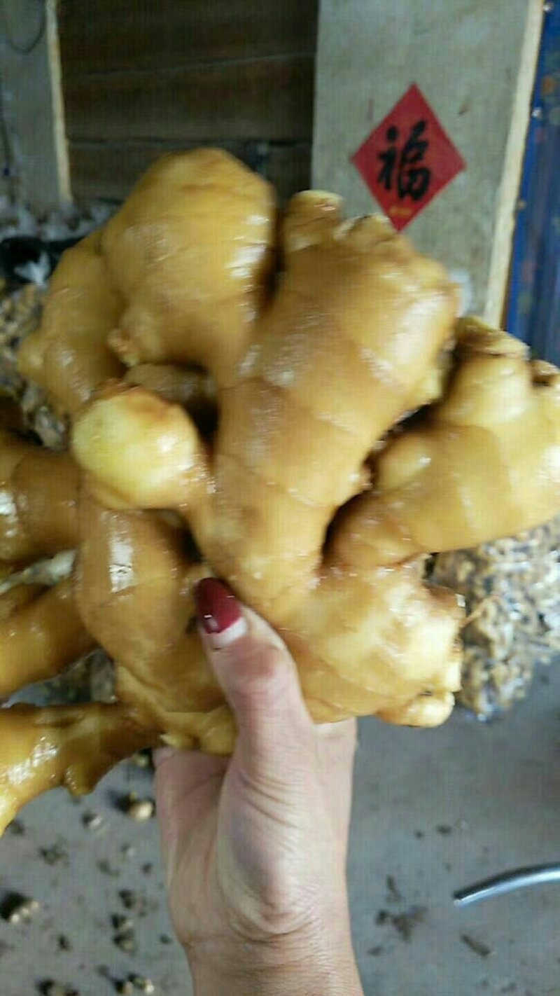 山西生姜产地便宜了产地大降价了保证质量