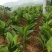 温莪术