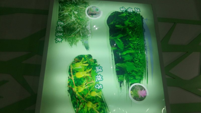 温莪术