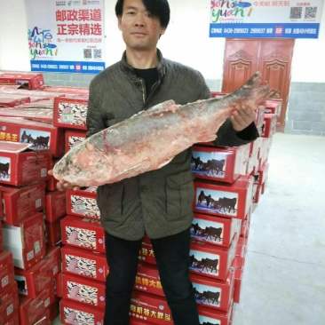 查干湖有机胖头鱼批发另售