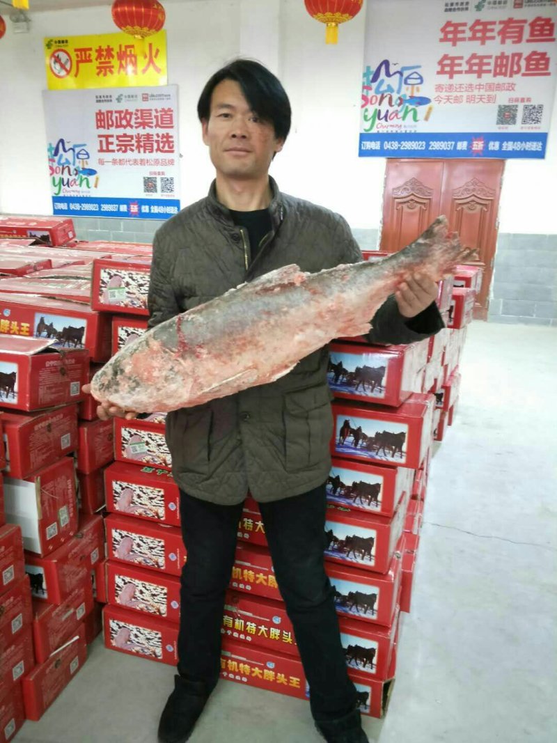 查干湖有机胖头鱼批发另售