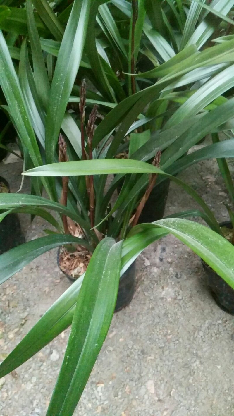 兰花供应多种品种