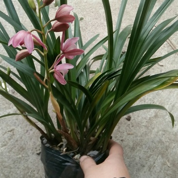 兰花供应多种品种