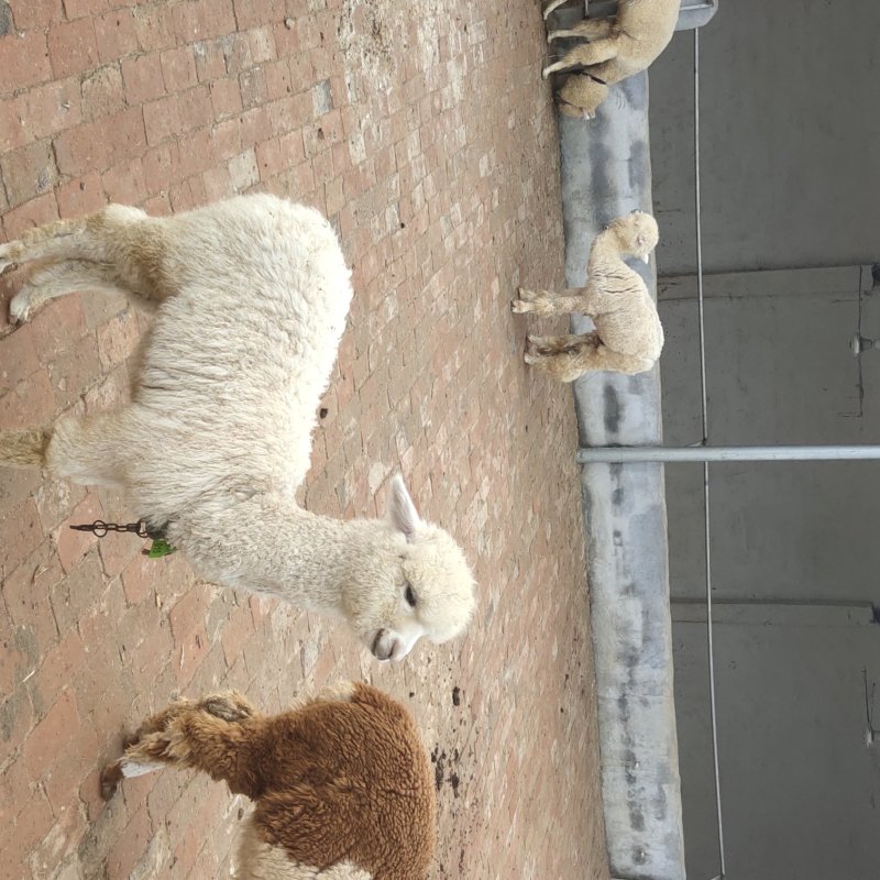 出售羊驼繁殖可回收提供饲料提供养殖技术全国发货运输包邮