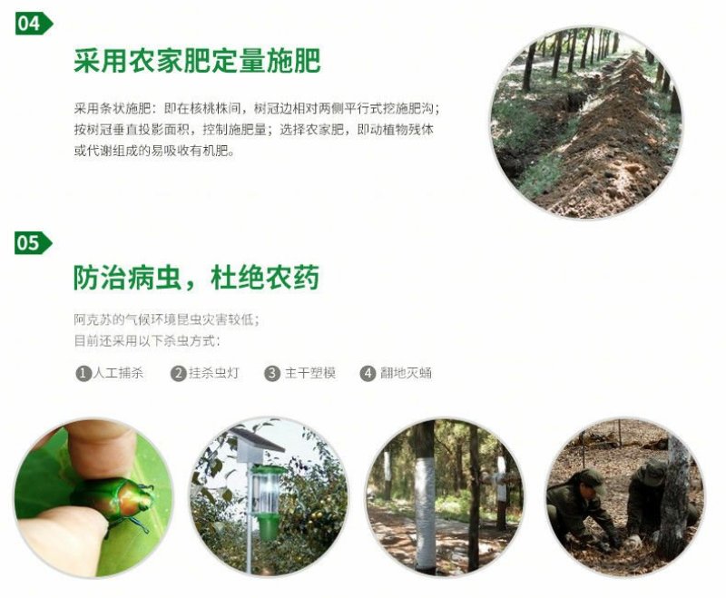 新货薄皮核桃5斤整箱新疆阿克苏原味坚果送夹子孕妇儿童补钙