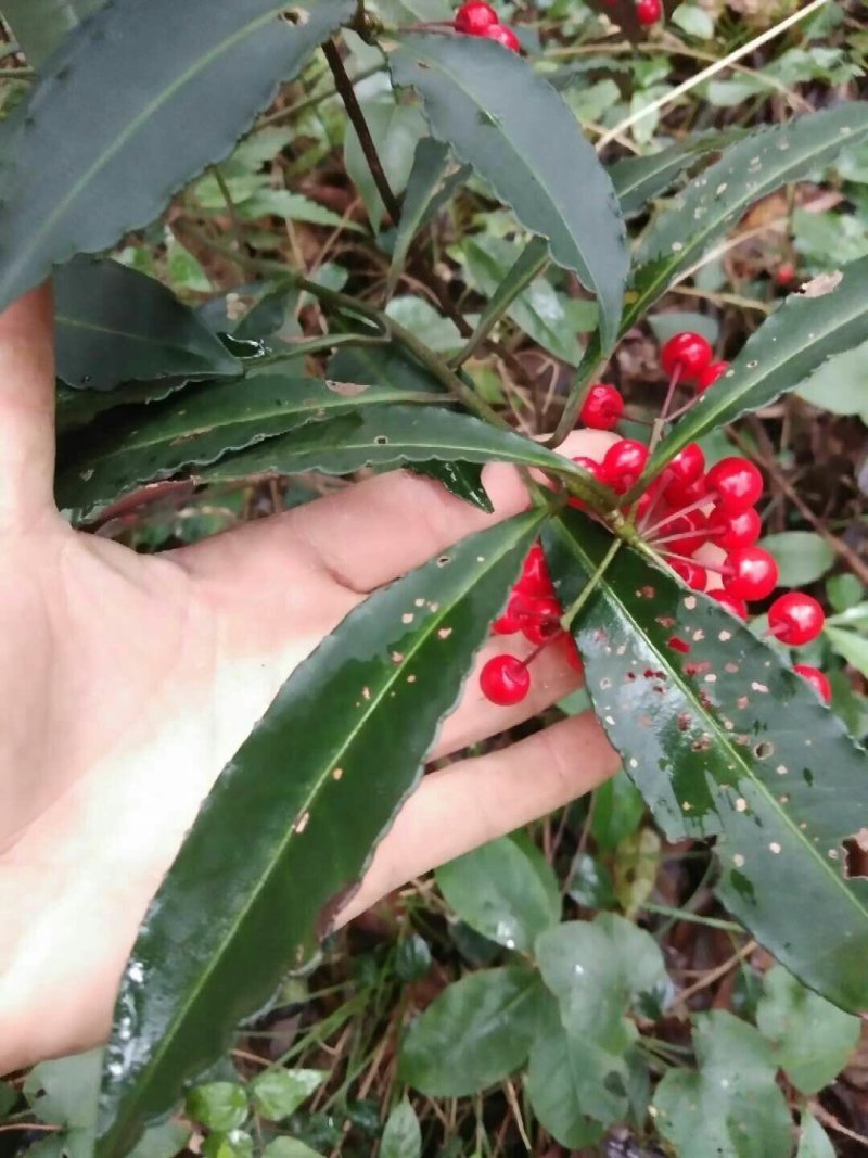 紫金牛，全草朱砂根！