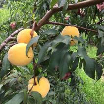 出售挂果红桃树黄桃树，地径4-8公分，早中晚熟优良品种