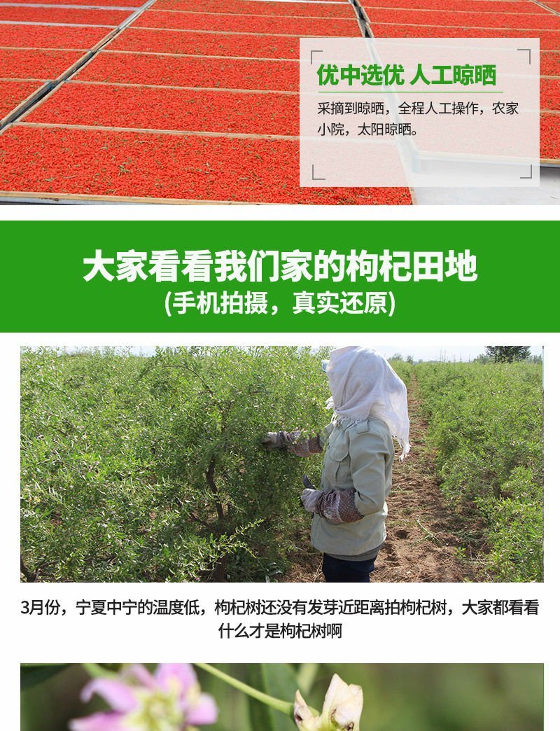 【亏本冲量】正宗宁夏中宁农家红枸杞新货免洗枸杞子500g