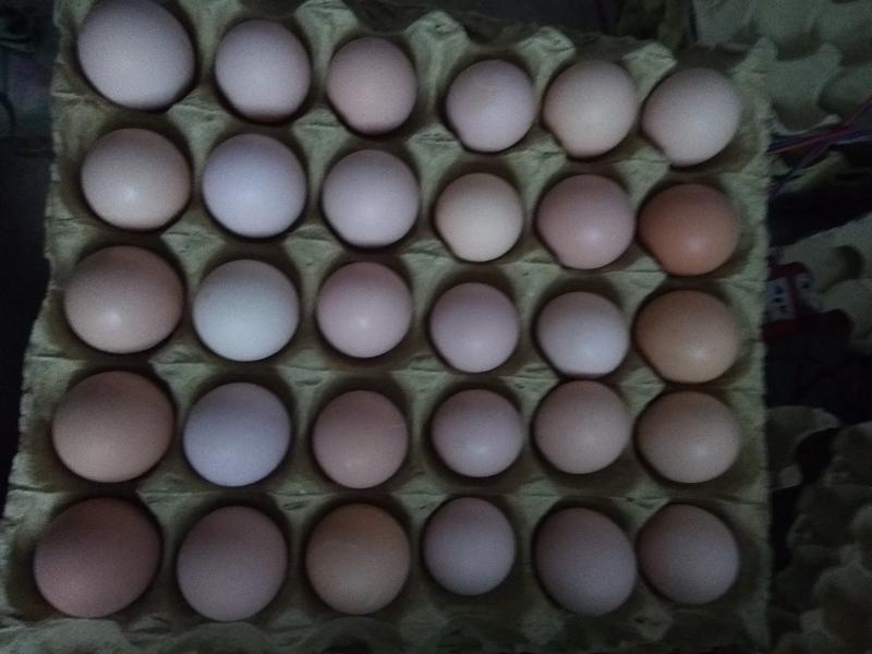 土鸡蛋，一箱360枚，净蛋重33斤