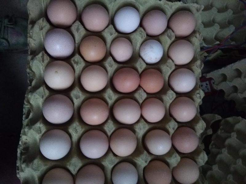 土鸡蛋，一箱360枚，净蛋重33斤