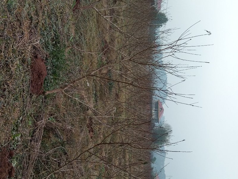 出售挂果红桃树黄桃树，地径4-8公分，早中晚熟优良品种