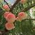 春丽桃水蜜桃苗，七月成熟红皮果大味甜栽后第二年挂果现挖