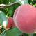 春丽桃水蜜桃苗，七月成熟红皮果大味甜栽后第二年挂果现挖