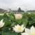 建选17号大莲蓬种苗，莲蓬可结50个莲子