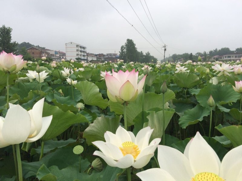 建选17号大莲蓬种苗，莲蓬可结50个莲子
