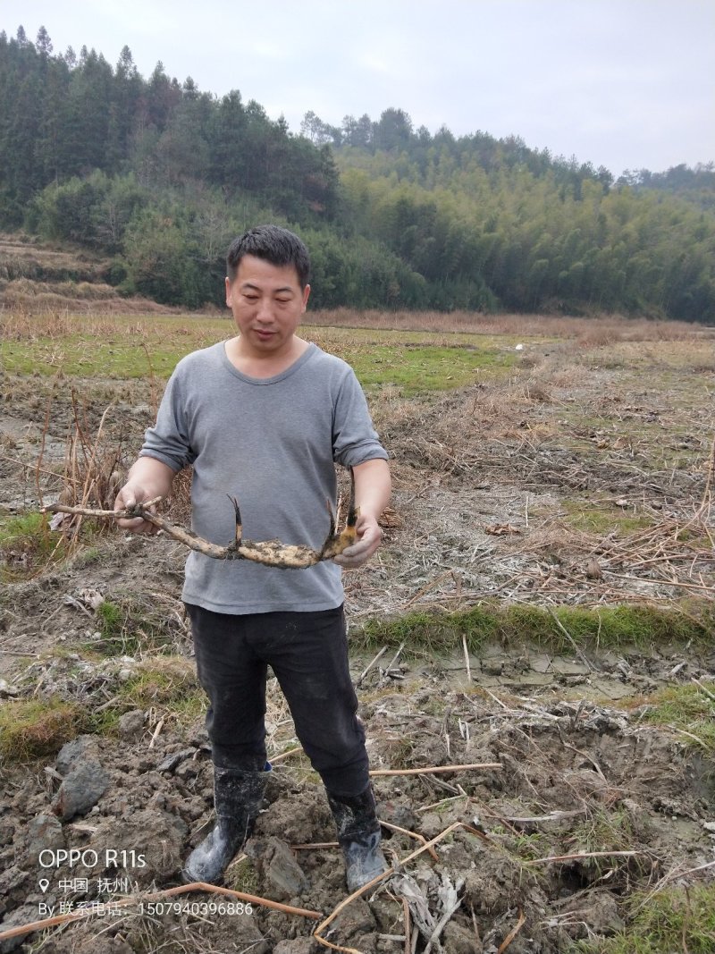 建选17号大莲蓬种苗，莲蓬可结50个莲子