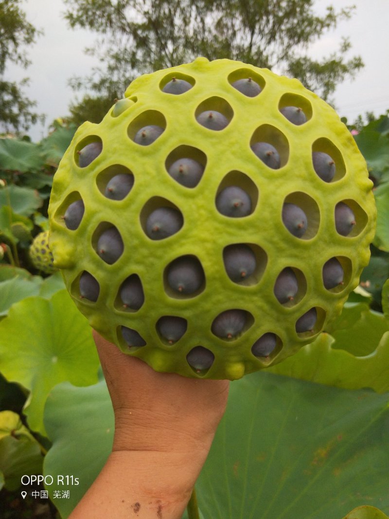 建选17号大莲蓬种苗，莲蓬可结50个莲子