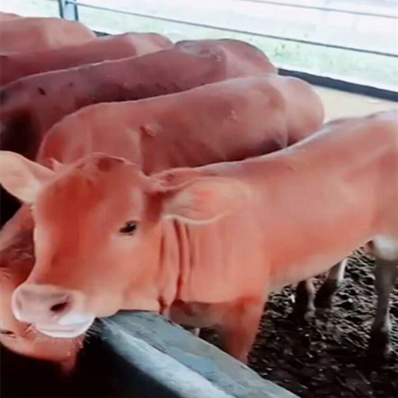 鲁西黄牛肉牛犊山东养殖场