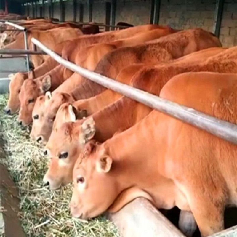 鲁西黄牛肉牛犊山东养殖场