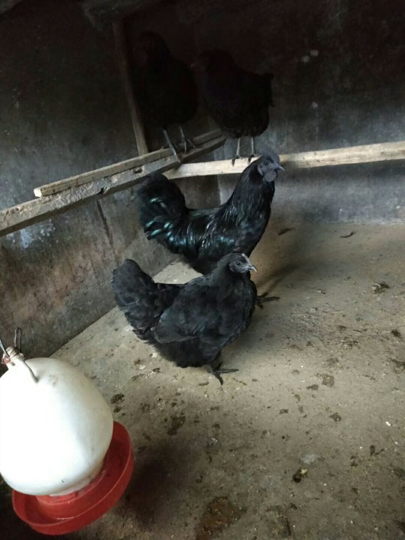 乌骨鸡种蛋纯种盐津乌骨鸡种蛋乌蒙珍禽中饭