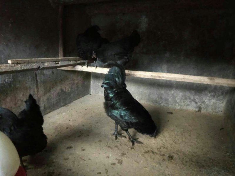 乌骨鸡种蛋纯种盐津乌骨鸡种蛋乌蒙珍禽中饭