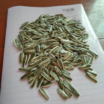 新货葵花籽，产地直供品质保证筛选保质保量