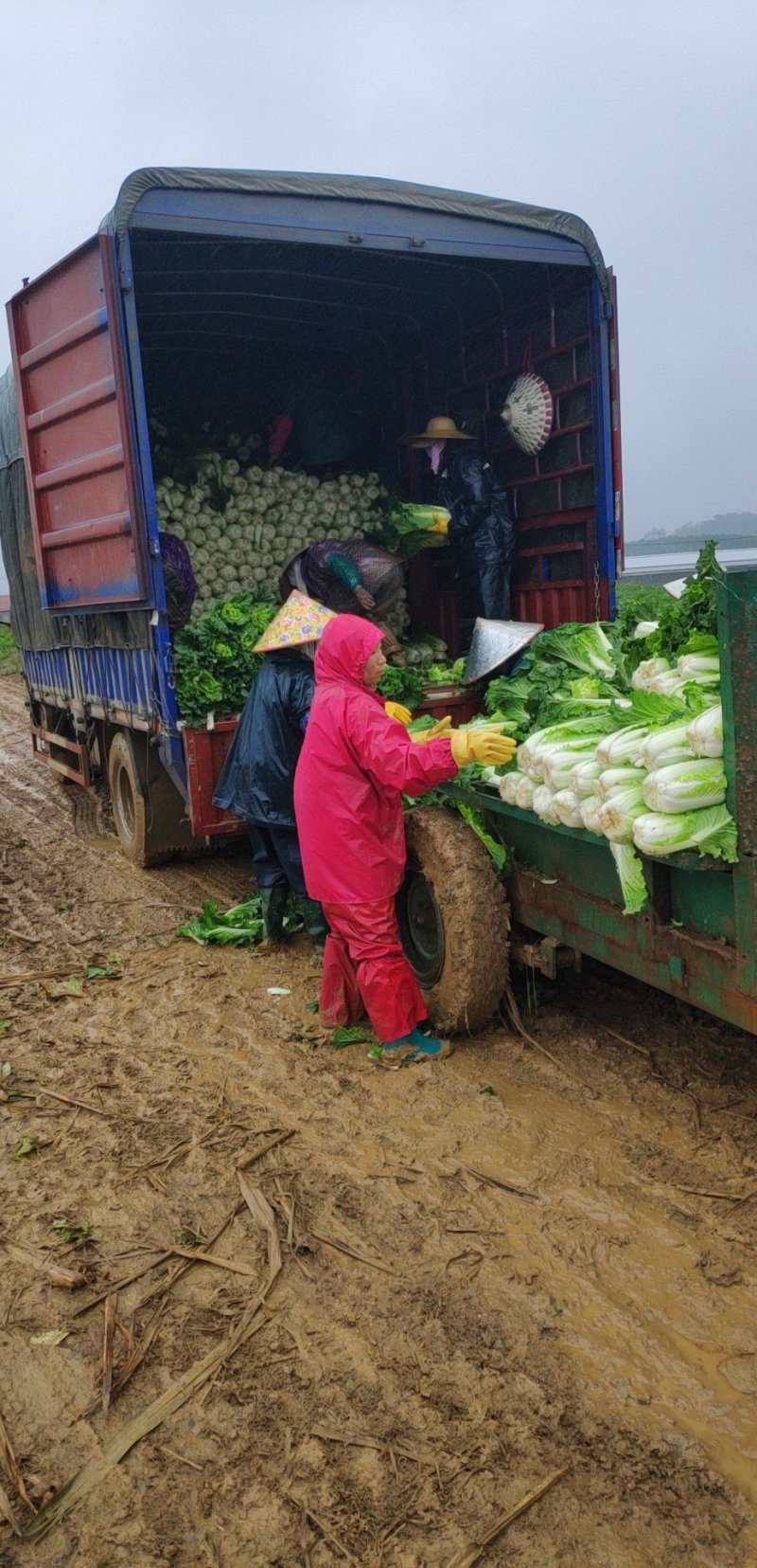 广西横县长白菜火筒菜白菜卷筒菜火简青大量上市