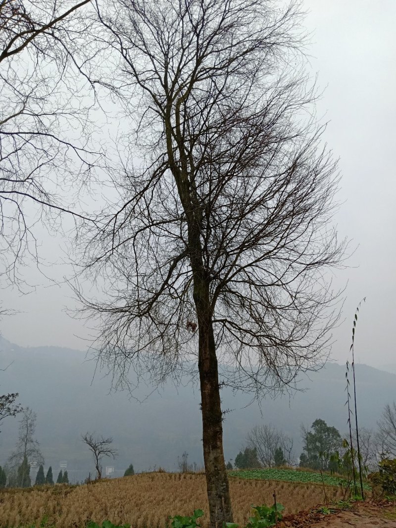 皂角树