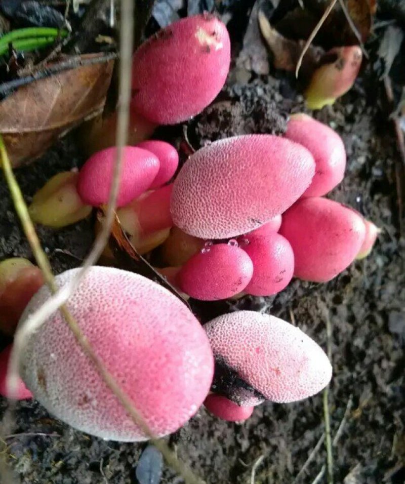 红冬蛇菰