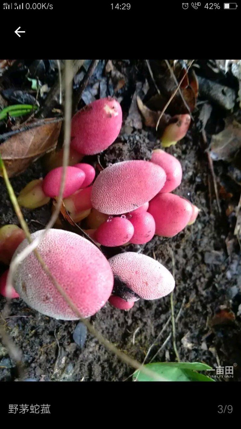 红冬蛇菰