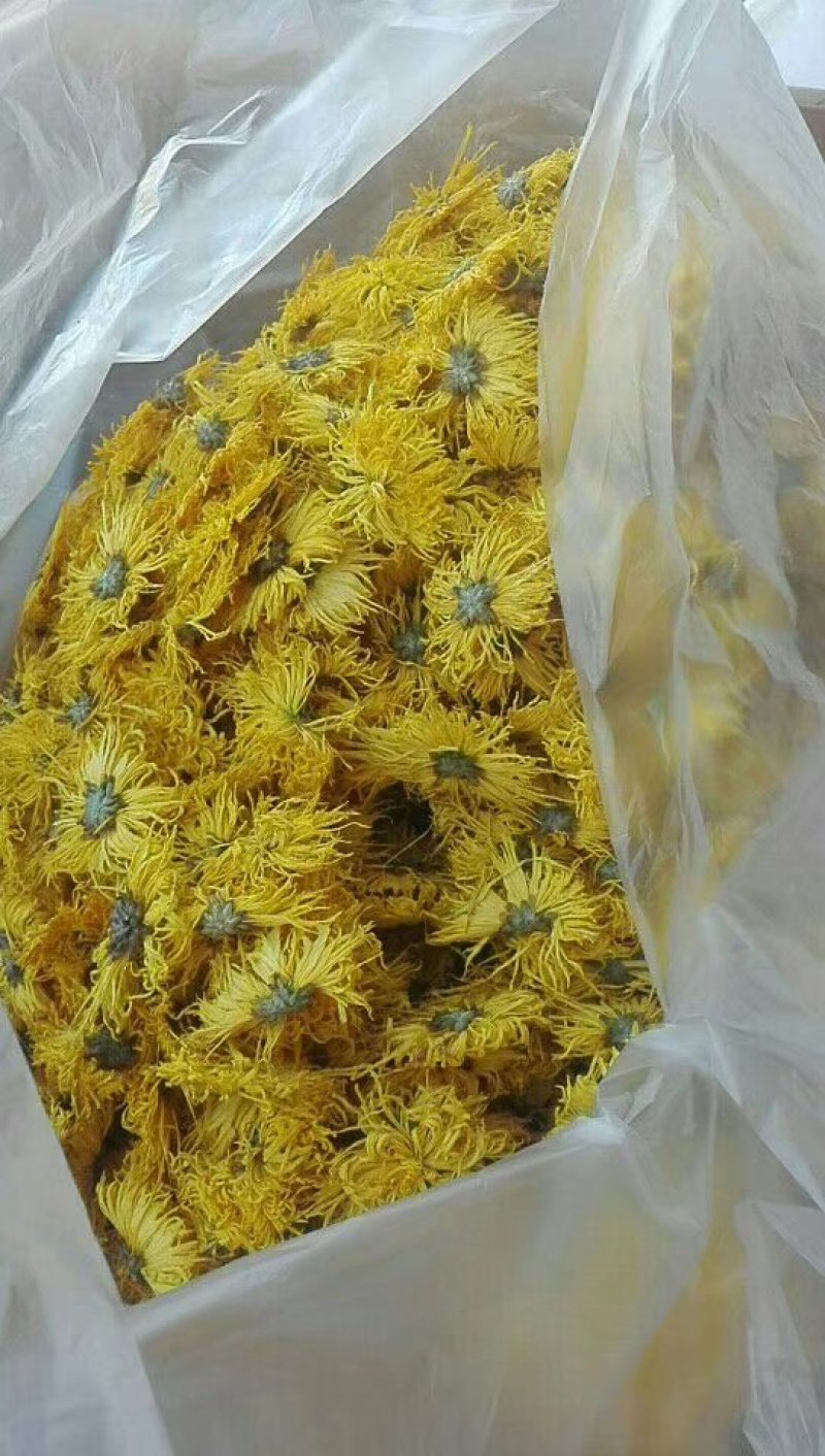 金丝皇菊