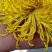 金丝皇菊