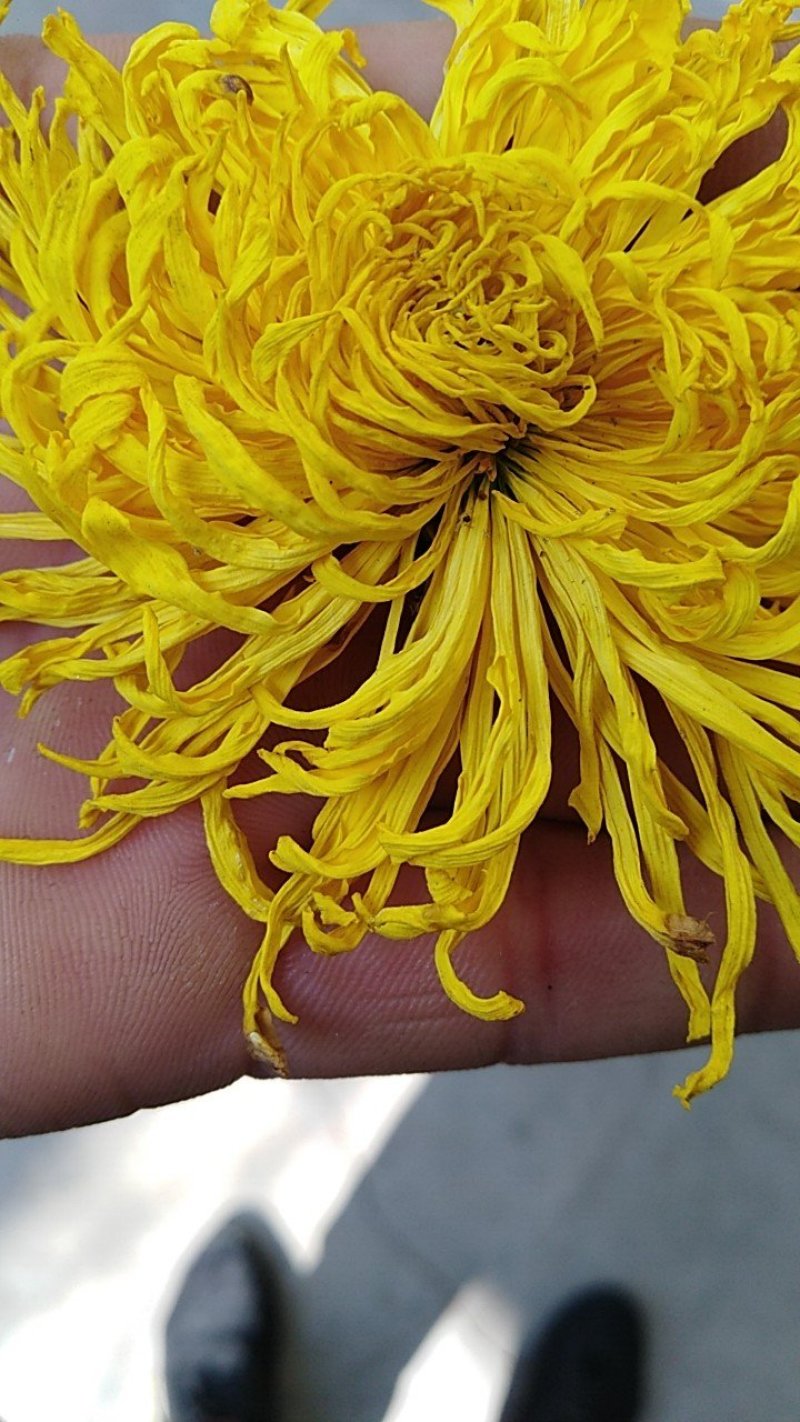 金丝皇菊