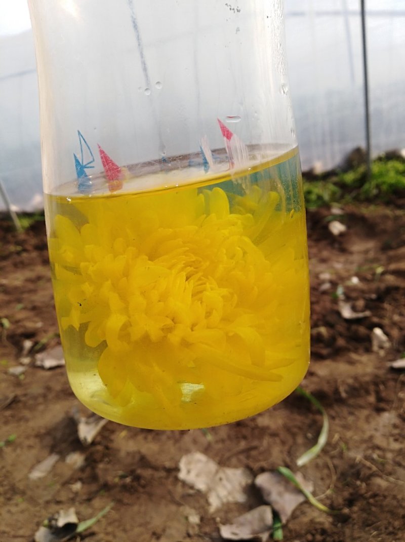 金丝皇菊
