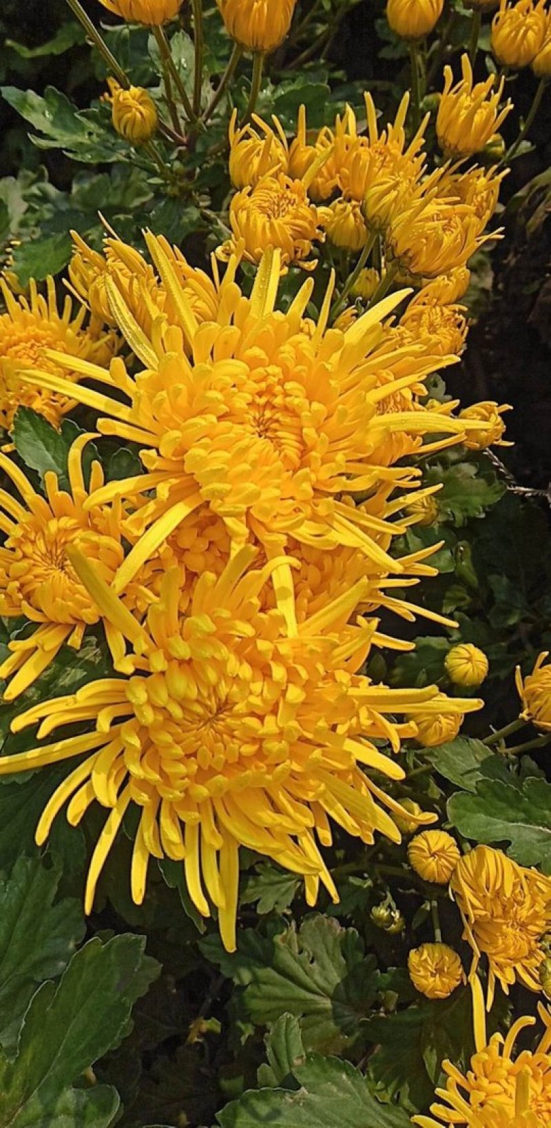金丝皇菊