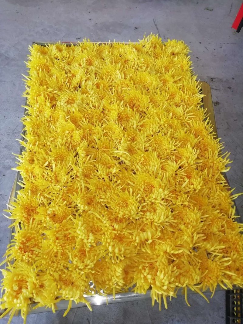 金丝皇菊