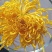 金丝皇菊