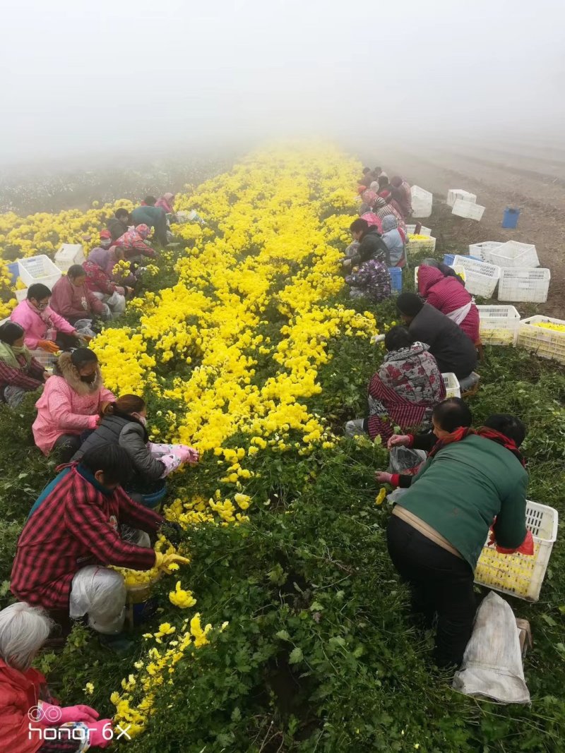 金丝皇菊