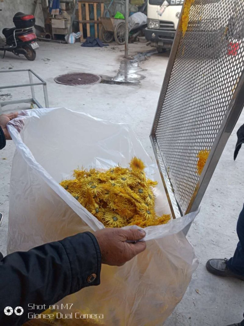 金丝皇菊