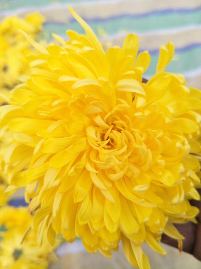 金丝皇菊