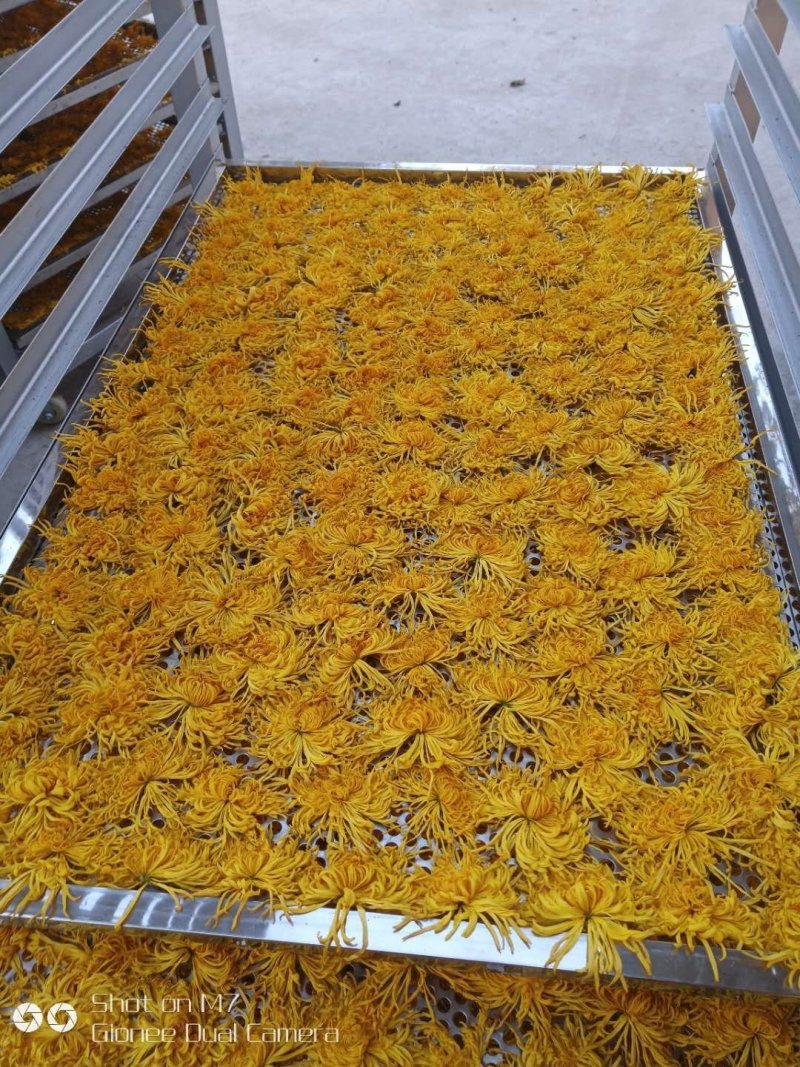 金丝皇菊