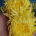 金丝皇菊