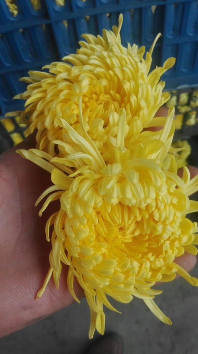 金丝皇菊