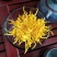 金丝皇菊